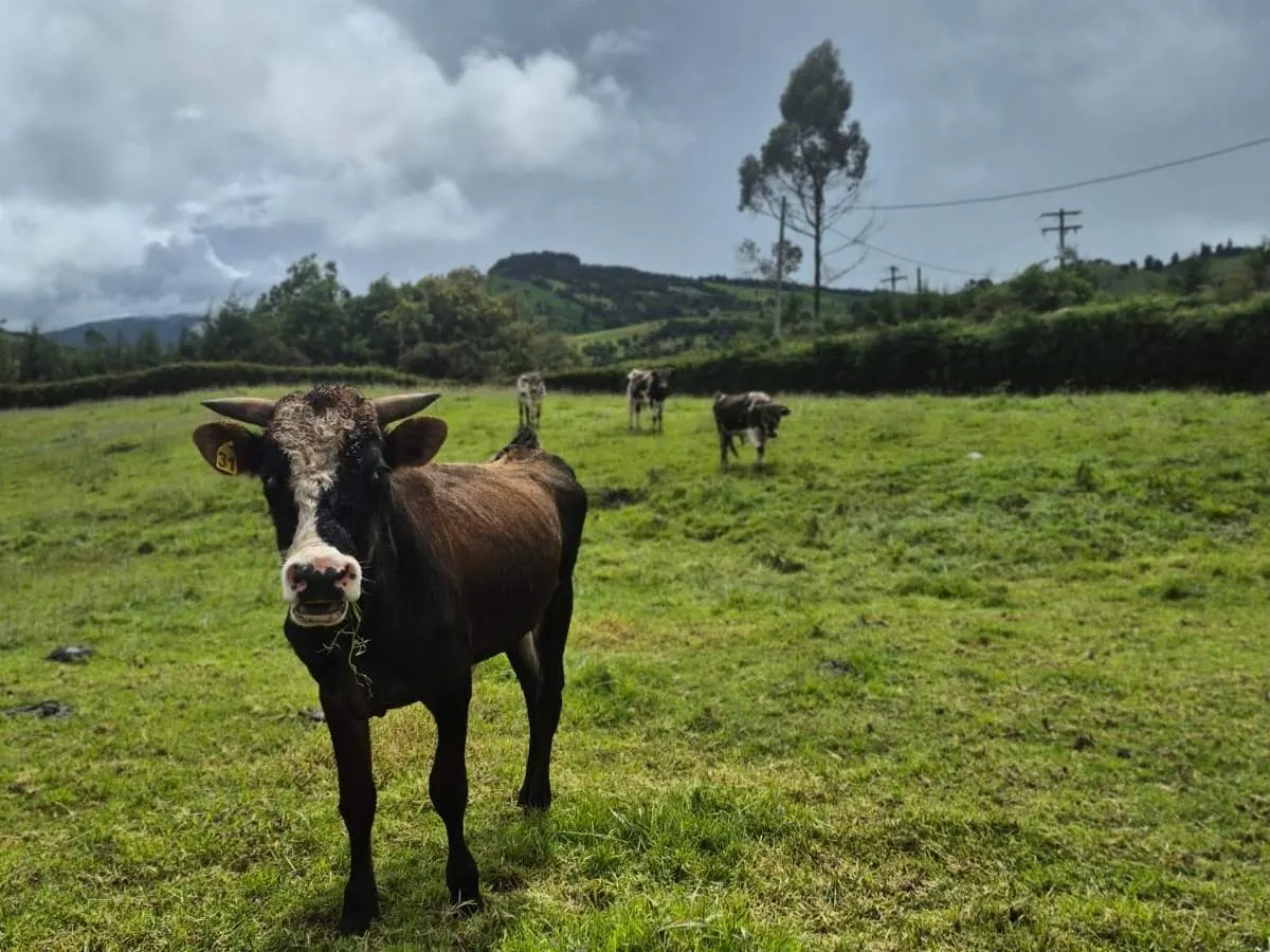 Zona de los toros
