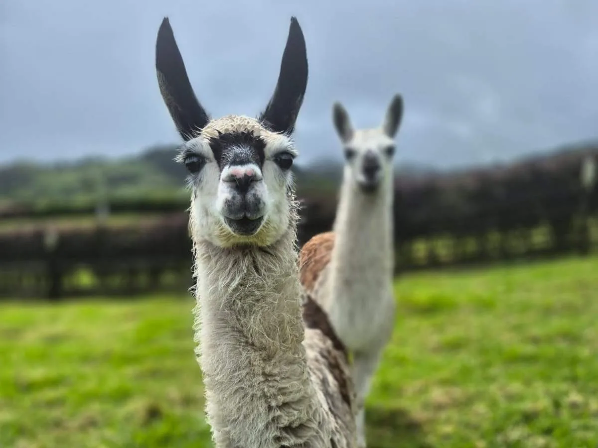 Las llamas